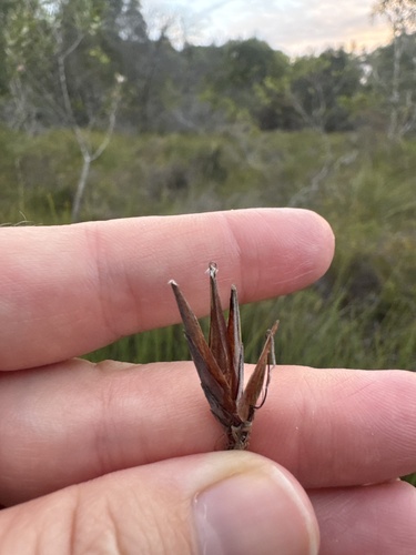 Schoenus calostachyus observed 2026-03-31