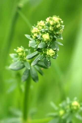 Contarinia acrocecis