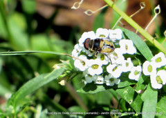 Palpada pusilla