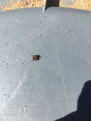 Salticidae