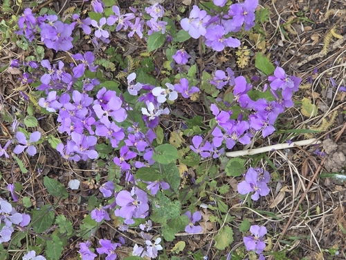 Chinese Violet Cress