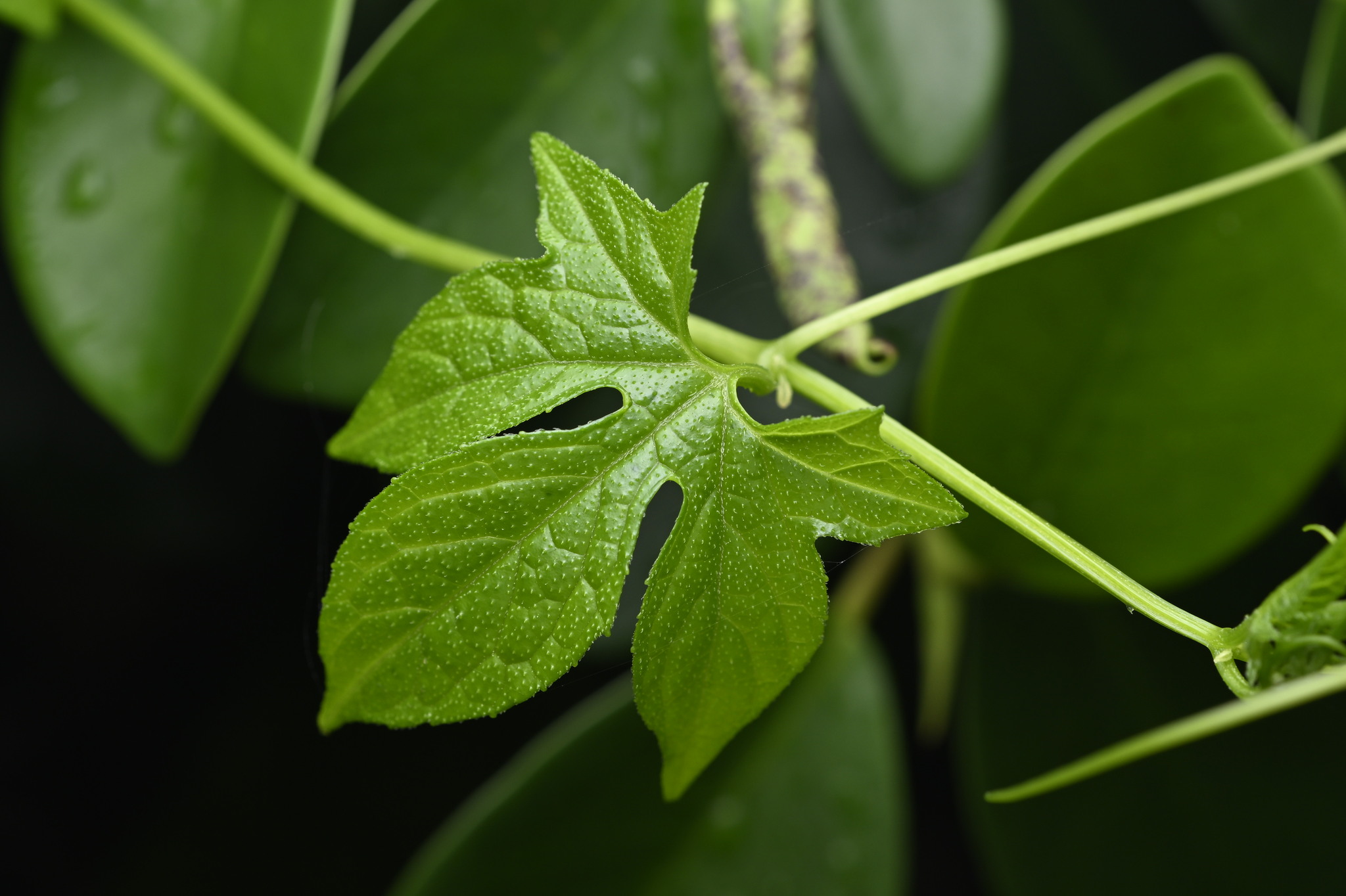 Native Briony (Diplocyclos palmatus)