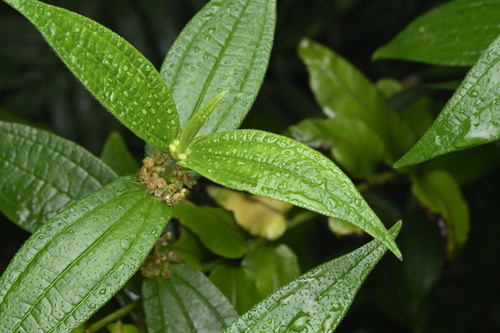 Hairy Pouzolz's Bush (Gonostegia hirta)