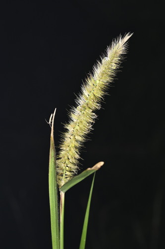 elephant grass (Pennisetum purpureum)