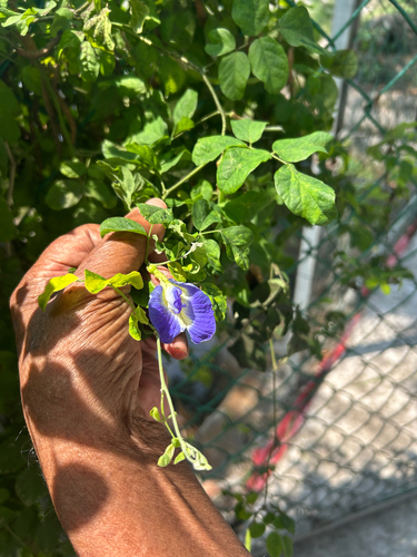 Blue Pea