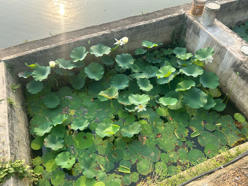 Sacred Lotus