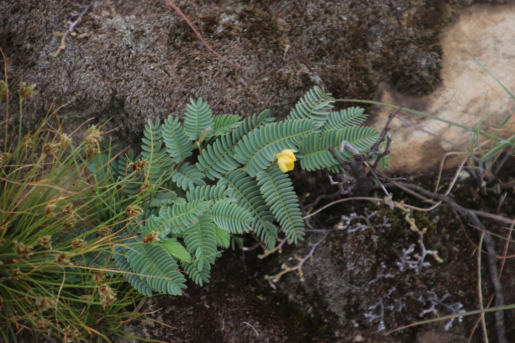 Chamaecrista biensis