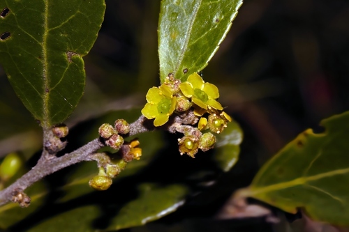 Kooboo-berry (Mystroxylon aethiopicum)