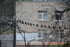 Columba livia domestica