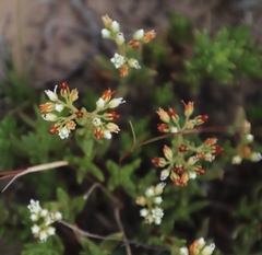 Crassula dependens