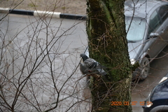 Columba livia domestica