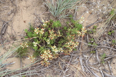 Crassula dependens