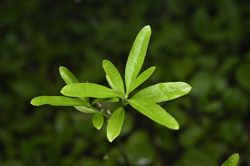 Euonymus carnosus, photograph 3
