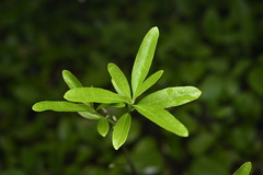 Euonymus carnosus, photograph (c) Saryu Mae 前 朝琉, some rights reserved (CC BY)