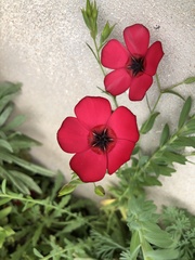 Linum grandiflorum