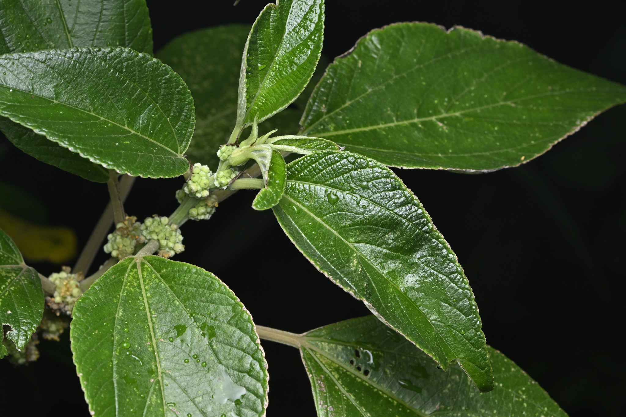Pipturus arborescens