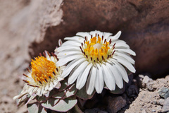 Chaetanthera renifolia