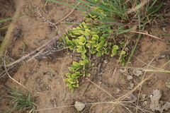 Crassula dependens