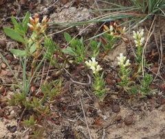 Crassula dependens