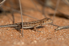 Ctenophorus spinodomus