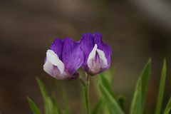 Lathyrus magellanicus