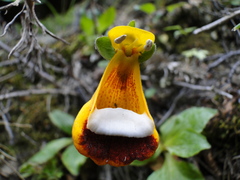 Calceolaria uniflora