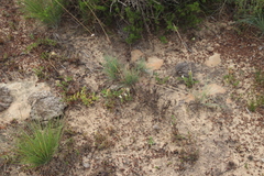 Crassula dependens