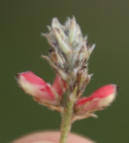 Image of Indigofera melanadenia by (c) Tony Rebelo, some rights reserved (CC BY-SA)