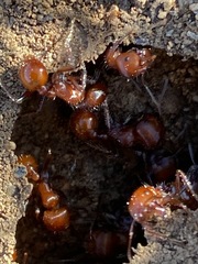 Pogonomyrmex tenuispinus