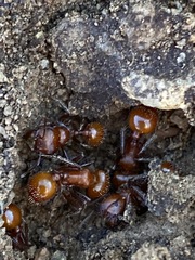 Pogonomyrmex tenuispinus