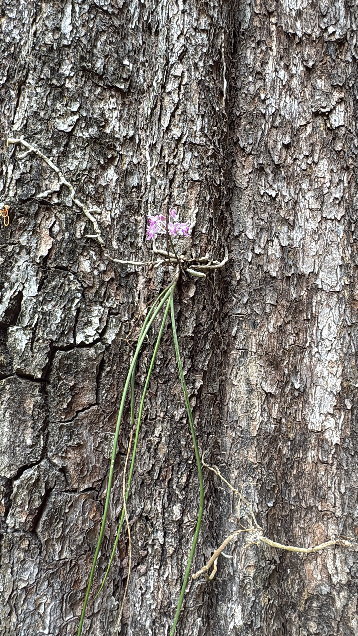 Imagem de Orquídea-rabo-de-raposa