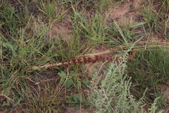 Crassula capitella nodulosa