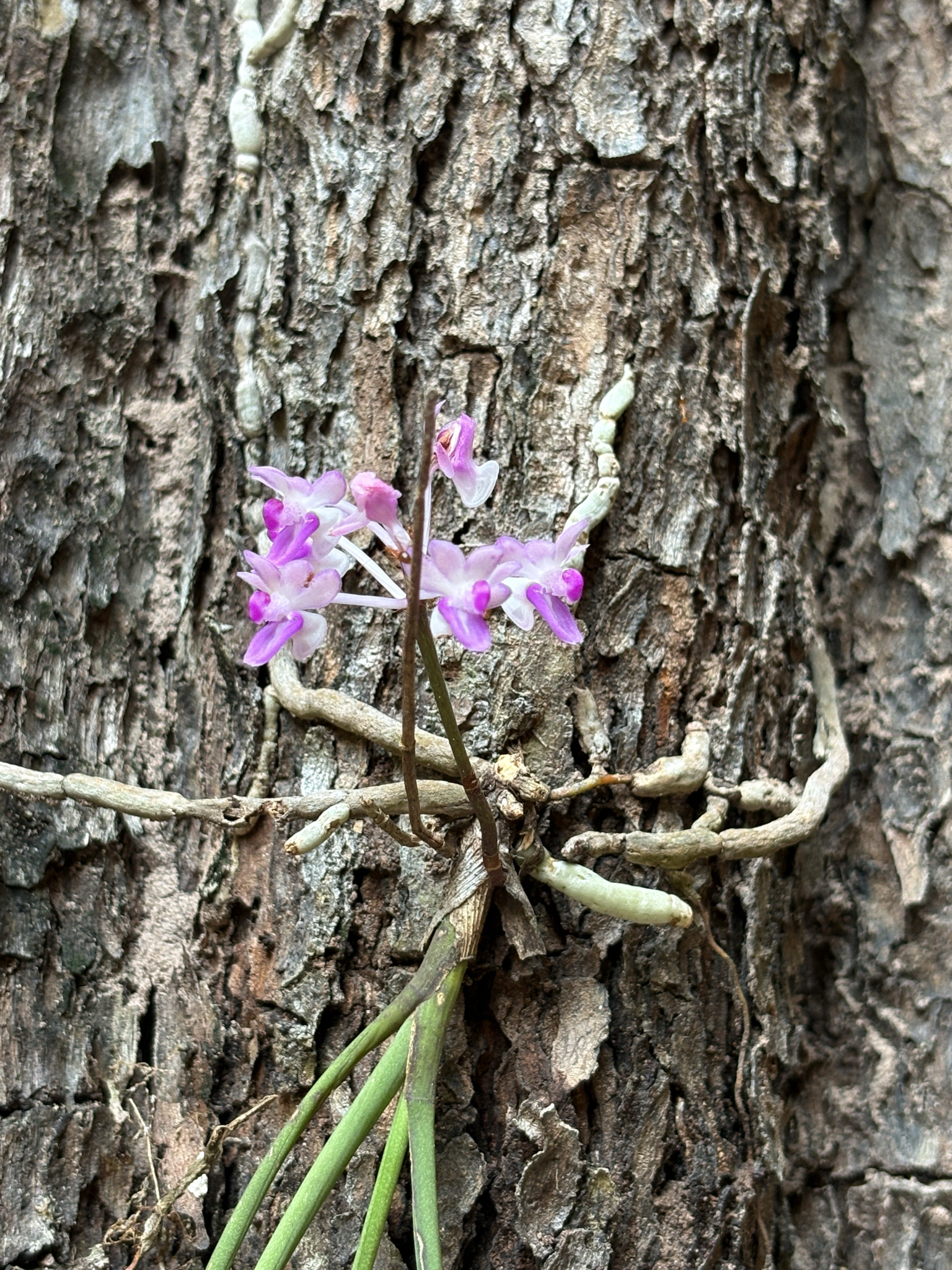Imagem de Orquídea-rabo-de-raposa