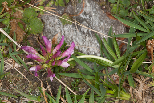 Alpine Clover (Trifolium alpinum)