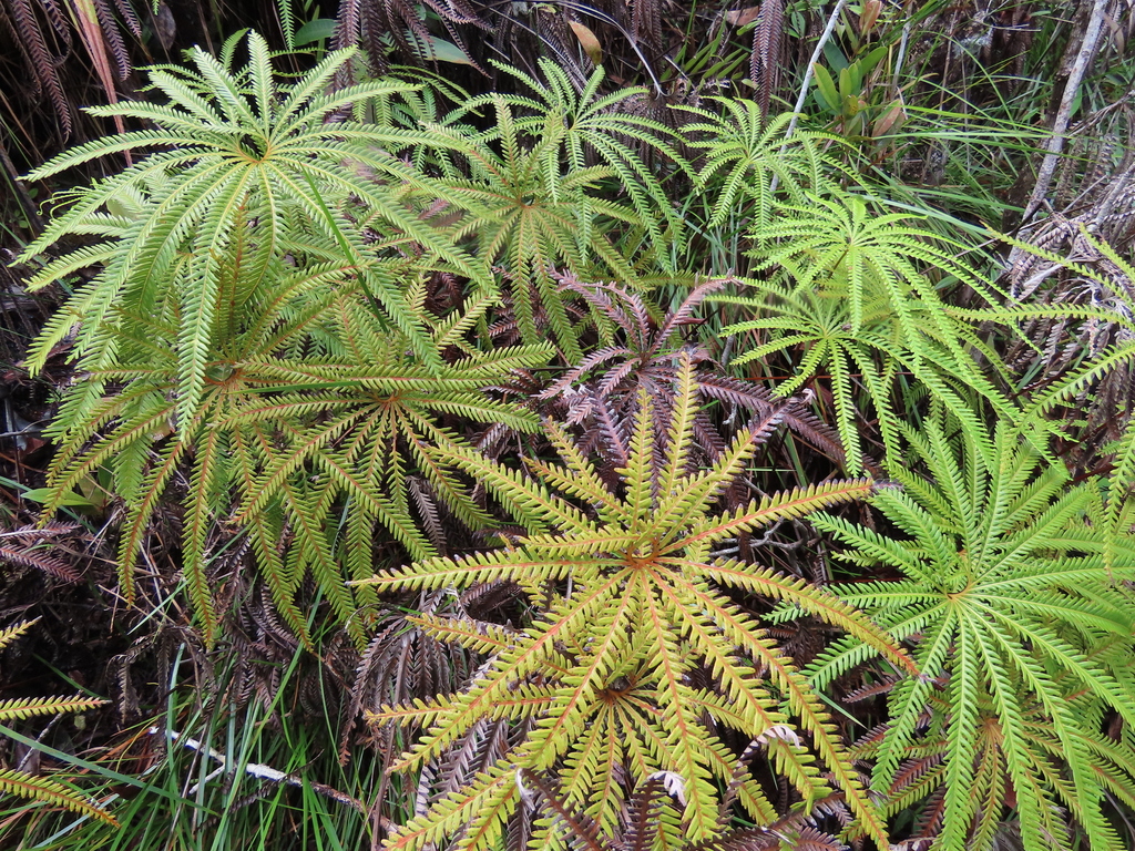 Matonia pectinata from Kabupaten Tapanuli Tengah, Sumatera Utara ...