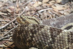Crotalus ehecatl