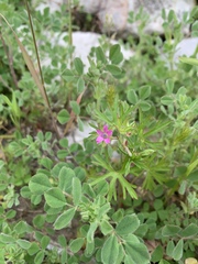 Geranium dissectum