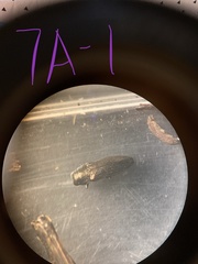 Taphrocerus schaefferi