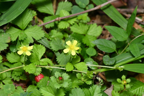 Lesser Mock-strawberry (Potentilla hebiichigo)