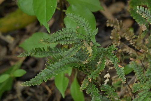 Rough Maidenhair Fern (Adiantum hispidulum)