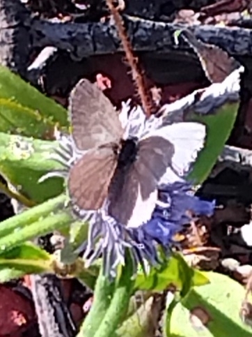 Common Grass Blue