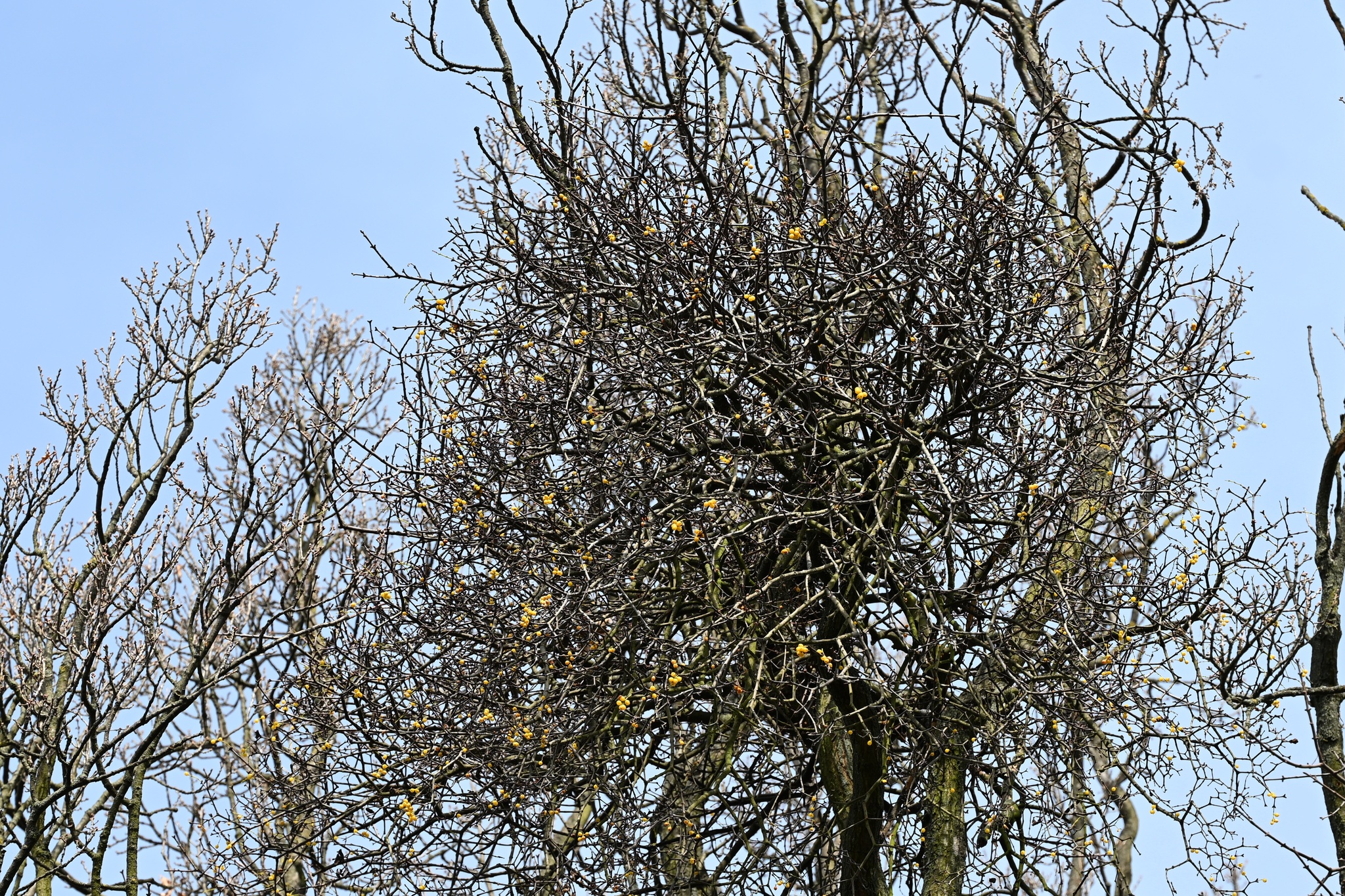 Loranthus Europaeus (Loranthus europaeus)