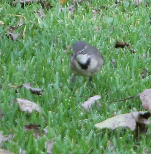 iNaturalist: (c) altagray, some rights reserved (CC BY-NC) iNaturalist image