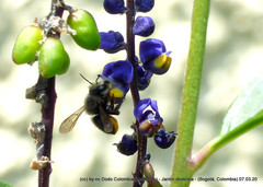 Megachile amparo