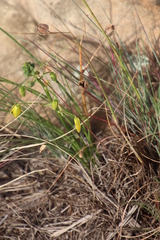 Albuca shawii