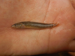 Etheostoma artesiae