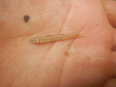 Etheostoma chlorosoma