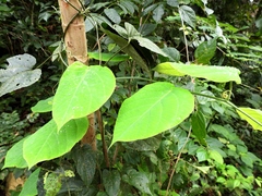 Passiflora lancetillensis