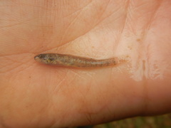 Etheostoma gracile