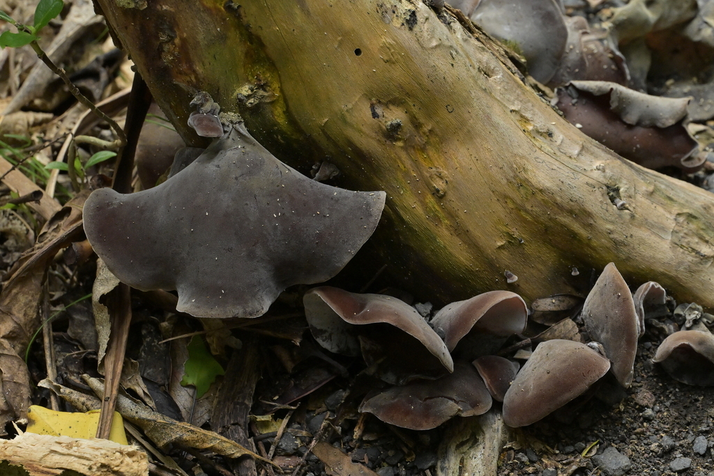 Auricularia cornea · March 2026 · photo: © christopherstephens (iNaturalist, cc-by)